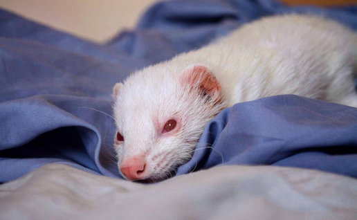 An albino ferret on a blanket