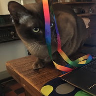 Some pets have all the luck – with a personal playmate to find and entertain