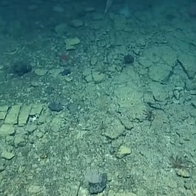 Unusual brick-like rock formation on the deep ocean floor near Hawaii