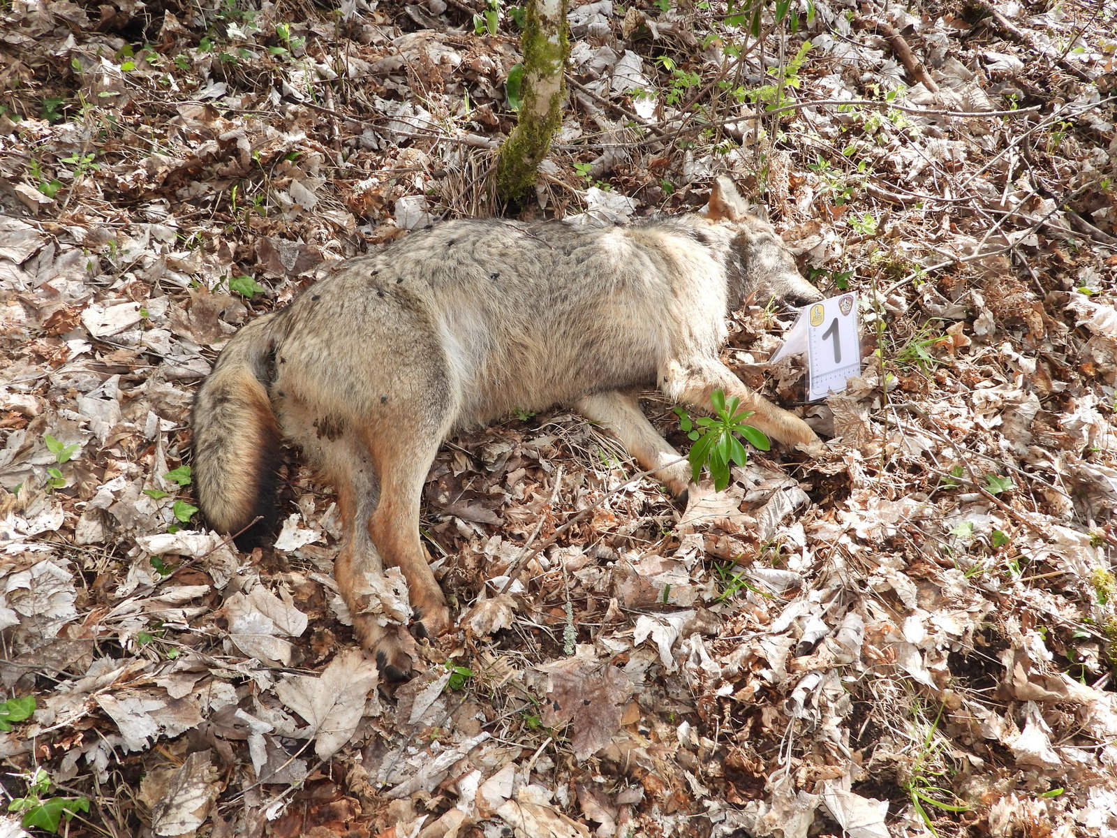 Italian Authorities Investigate Mass Poisoning After 10 Wolves Found Dead