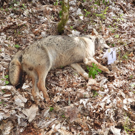 Dead wolf lying on a forest floor