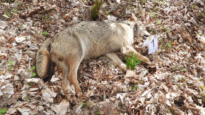 Dead wolf lying on a forest floor