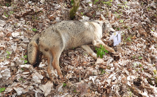 Dead wolf lying on a forest floor