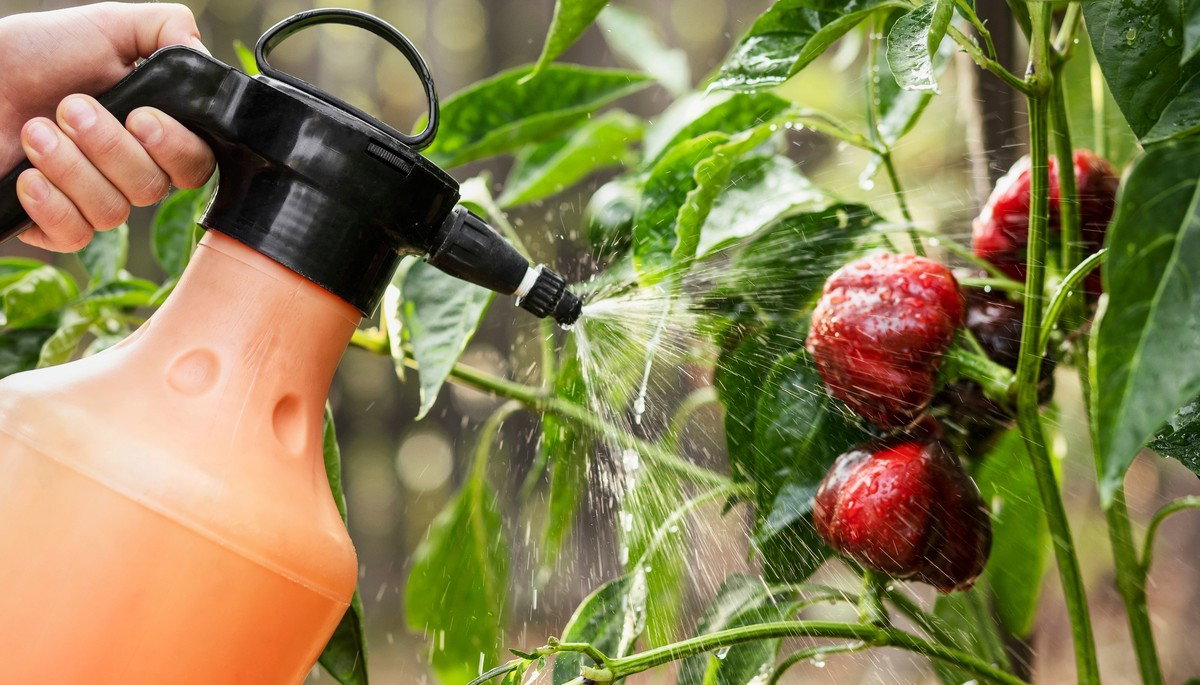 Moroccan Peppers Safe In Spain? Eu Alert Raises Food Concerns