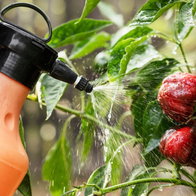 red peppers being sprayed with pesticides