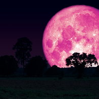 Full Pink Moon rising over trees at night with bright pink hue in the sky