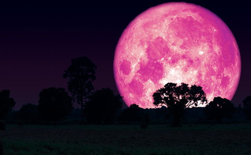 Full Pink Moon rising over trees at night with bright pink hue in the sky