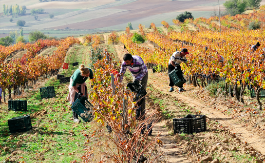 People collecting grapes in a vineyard
