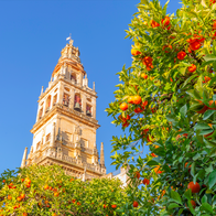 The Giralda in Sevilla with an orange tree