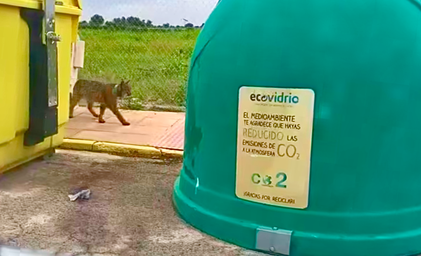 Protected Iberian lynx at centre of debate over feral cats deaths in Spanish village