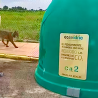 A wild Iberian lynx walking through a village