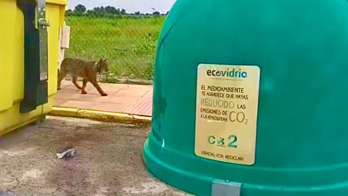 A wild Iberian lynx walking through a village