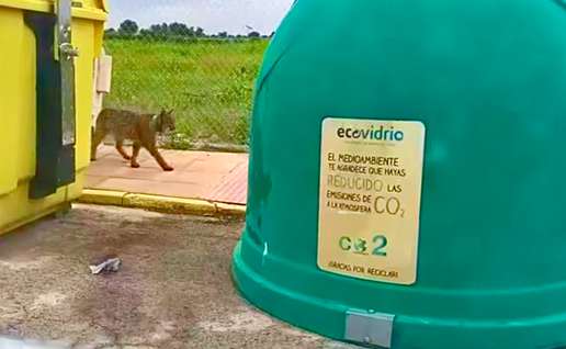 A wild Iberian lynx walking through a village