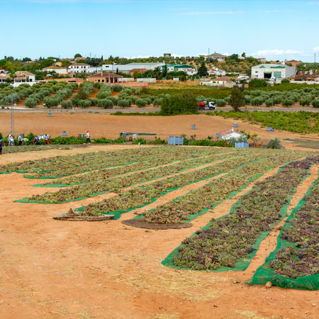 Grapes being dried in a field with a small village in the background