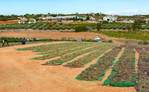 Grapes being dried in a field with a small village in the background