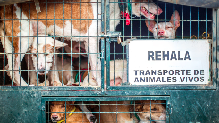 Hunting dogs in the back of a trailer