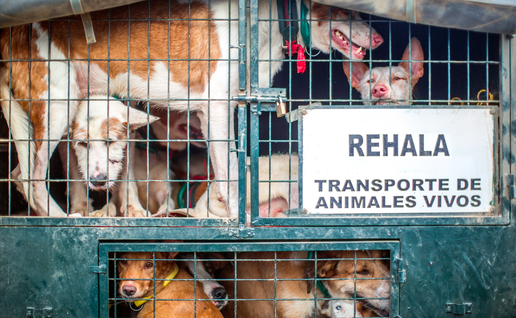 Hunting dogs in the back of a trailer