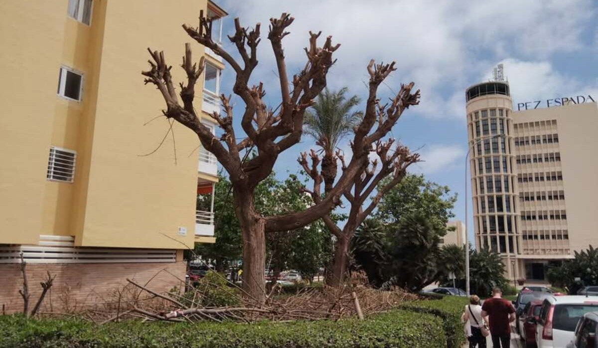Torremolinos Residents Clash Over Butchered Trees