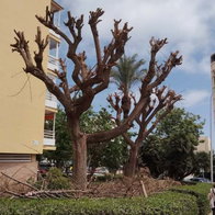 Trees cut back in Torremolinos