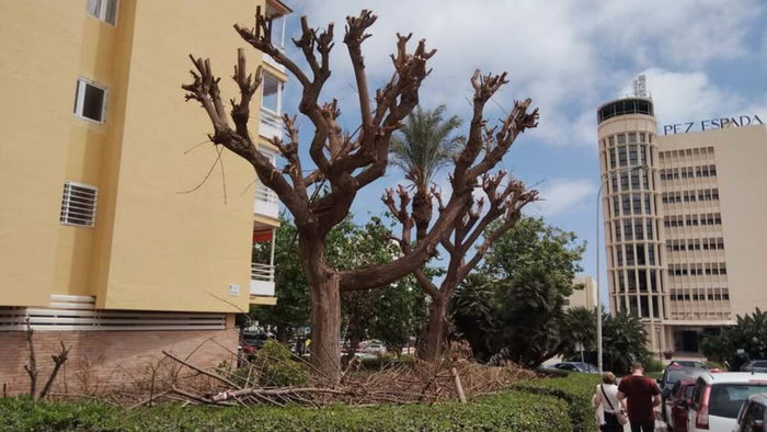 Trees cut back in Torremolinos