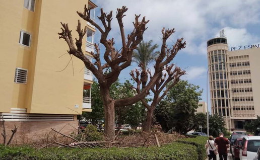 Trees cut back in Torremolinos