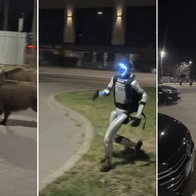 Robot chases off pack of wild boars