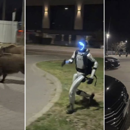 Robot chases off pack of wild boars
