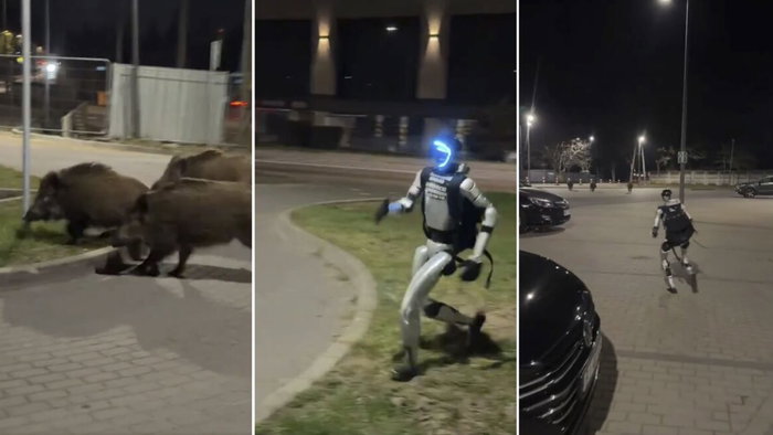 Robot chases off pack of wild boars