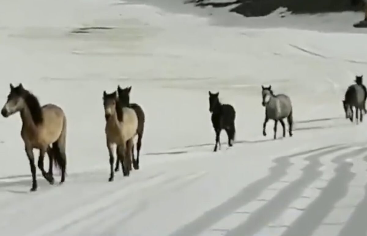 Wild Horses Leave Skiers Open Mouthed In Awe On The Slopes Of Sierra Nevada