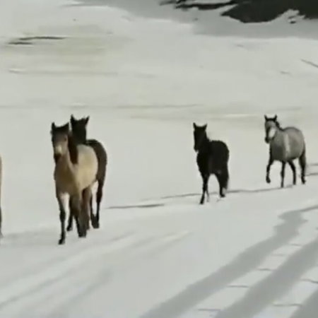 Wild horses cross Sierra Nevada.