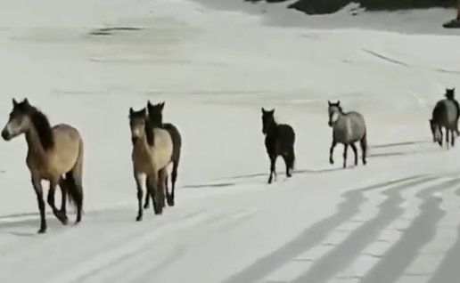 Wild horses cross Sierra Nevada.