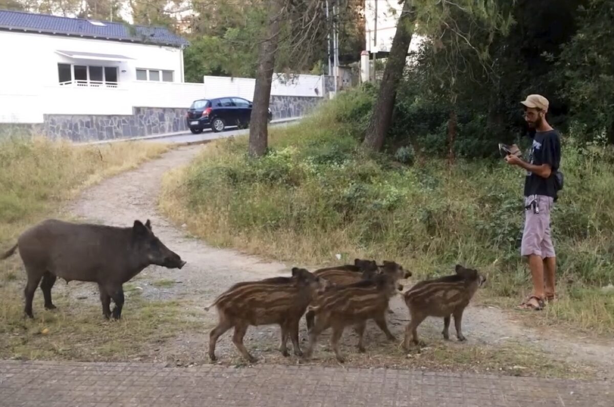 Mijas Council Issues Stern Warning Over Feeding Wild Boars On Costa Del Sol Streets