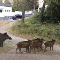 Invasion of wild boars in Mijas.