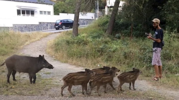 Invasion of wild boars in Mijas.