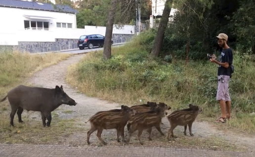 Invasion of wild boars in Mijas.