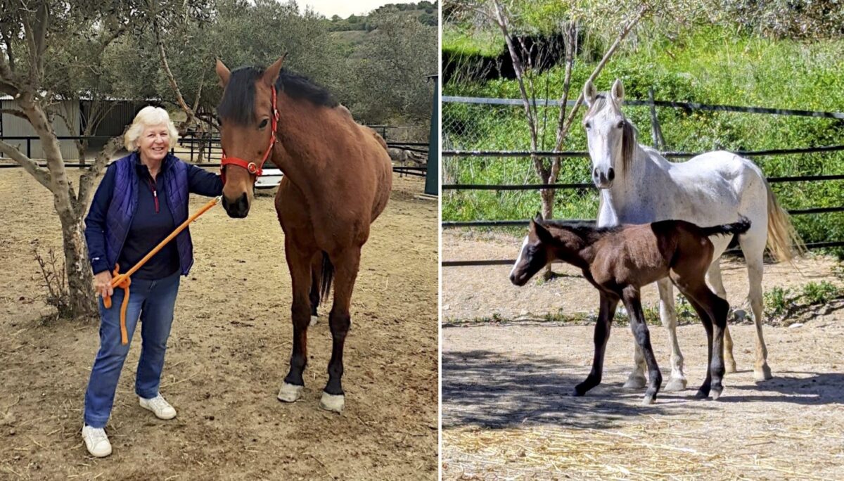 Spanish Horse Rescue Charity Arch Earns Prestigious Government Public Utility Status After Years Of Dedication
