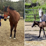 Jill Newman-Rogers, president and founder of ARCH.