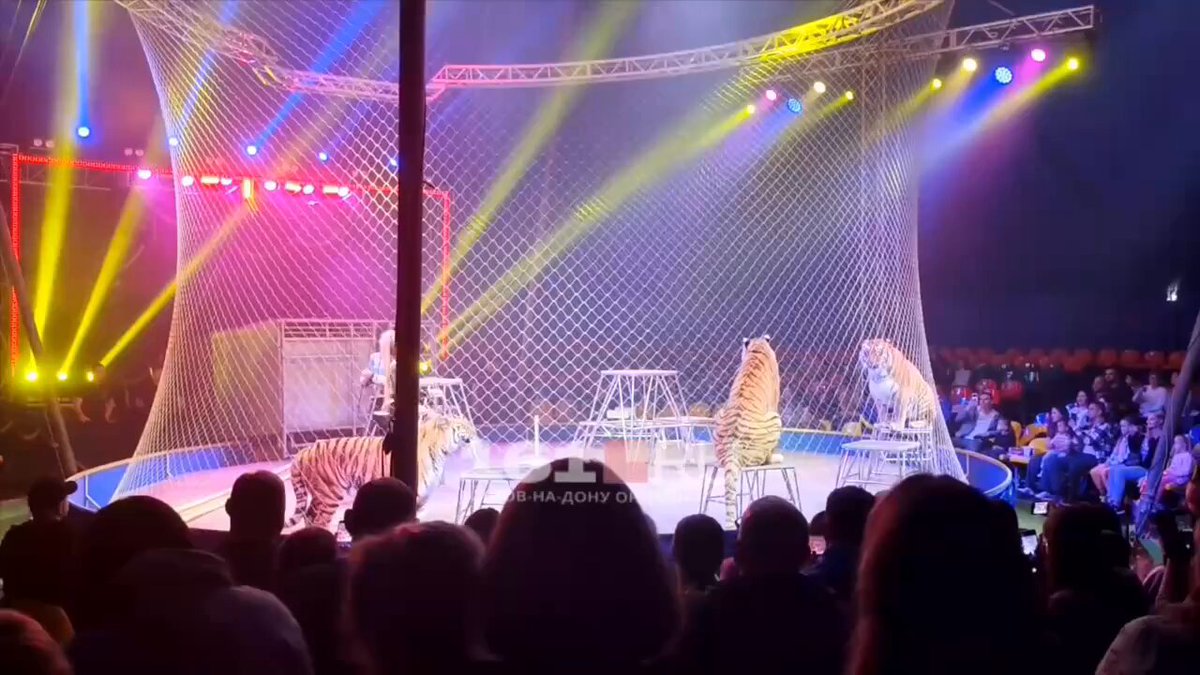 Watch: Tiger Escapes Into Crowd At Russian Circus After Safety Net Collapse