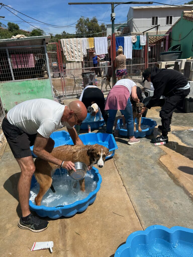 Volunteers needed at the ACE animal shelter