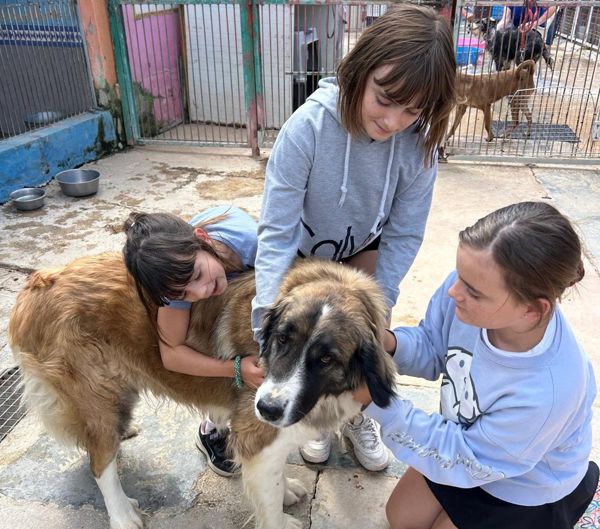 Bring The Kids And Help Walk The Dogs At Ace