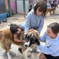 ACE dog shelter needs people to walk dogs