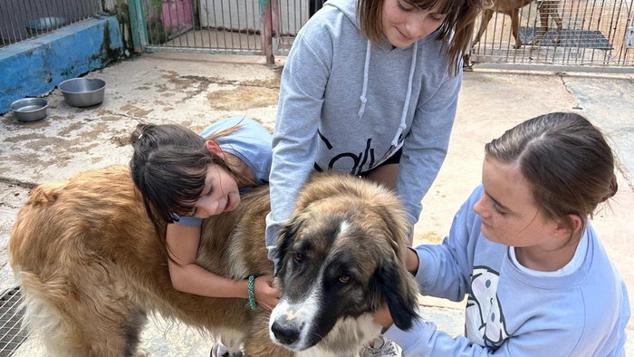 ACE dog shelter needs people to walk dogs