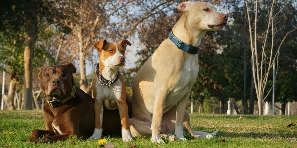 This Feel-good Animal Festival In Dénia Is The Cutest Way To Spend Your Sunday
