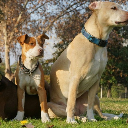 Person filling out mortgage application form with documents and calculator