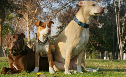 Feel-Good Animal Festival in Dénia