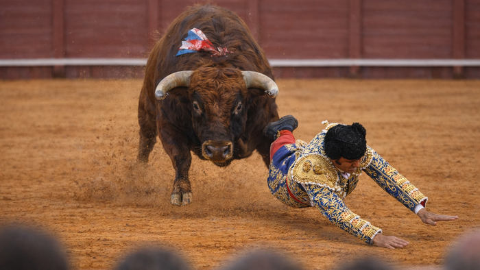 Bull charging toward the camera as a matador falls in a Spanish bullring, viewed from the stands