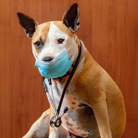 Dog wearing a medical mask.