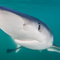 Blue sharks are usually found offshore, making sightings near ports like Barcelona unusual