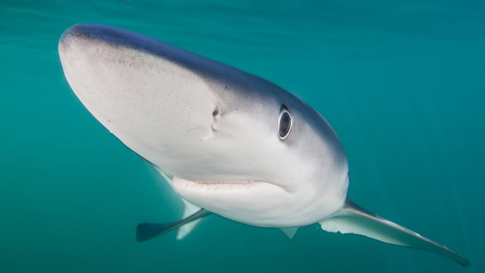 Blue sharks are usually found offshore, making sightings near ports like Barcelona unusual