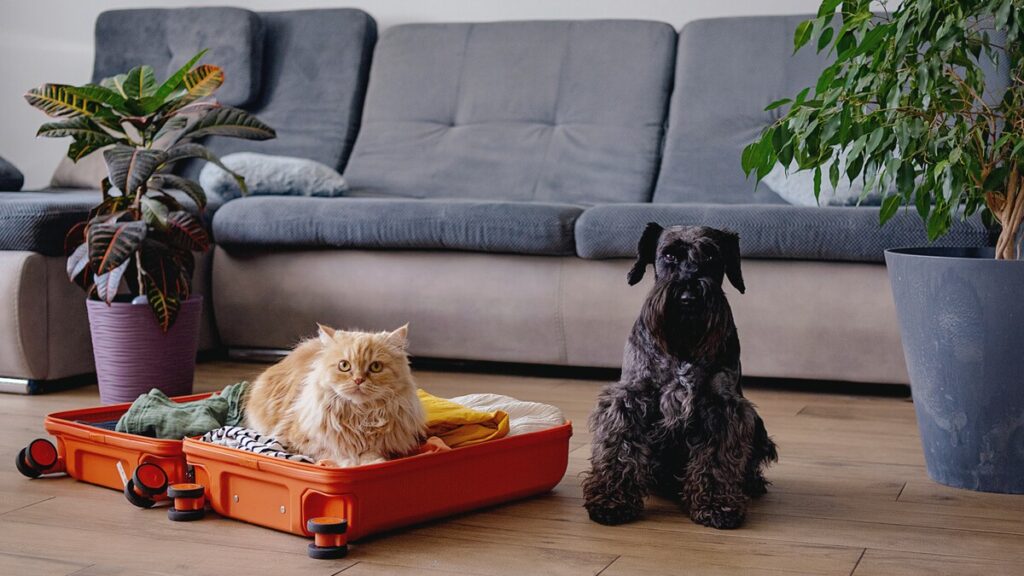 Are new EU pet rules already in force? What expats in Spain need to know